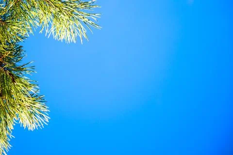 Pine branch on blue sky Stock Photos