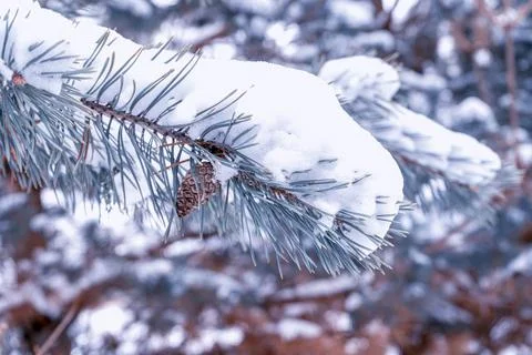 Pine branch with a bump close-up as background 스톡 사진