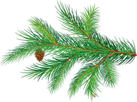 Pine branch with a bump on white Stock Illustration