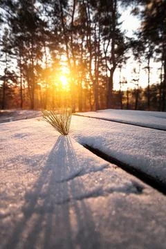 A pine branch casts a shadow on the snow in the forest. Snow on an old table  Stock Photos