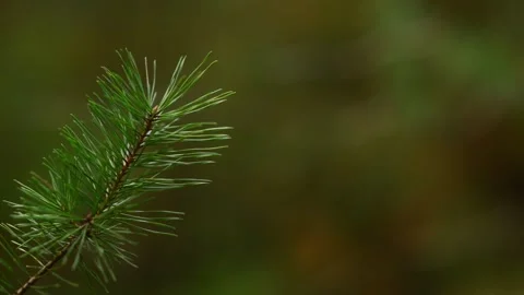 Pine Branch with Christmas Bokeh Lights Seamless Loop Background Video stock 344057958