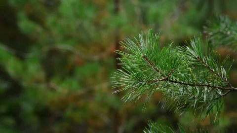 Pine Branch with Christmas Bokeh Lights Seamless Loop Background Video stock 344057976