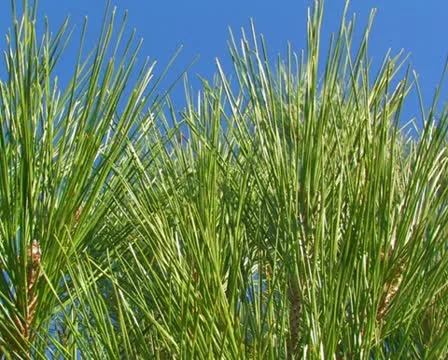Pine branch, close-up. #64 Stock Footage 10739988