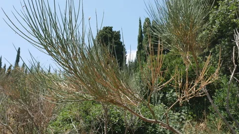 Pine branch. Close-up. The camera moves from right to left. Stock Footage 112640600