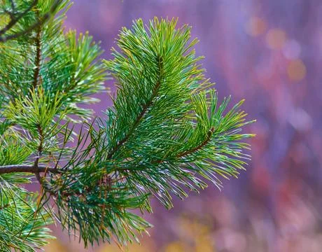 Pine branch close-up on a colored blurred background. Stock Photos