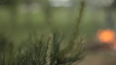 The pine branch close-up. fire is burning, smoke from the fire. Summer Stock Footage 82109334