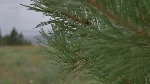 The pine branch is close-up Stock Footage 81014568