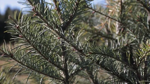 Pine branch close up Stock Footage 121691591