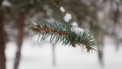 Pine branch close Stock Footage 228752835