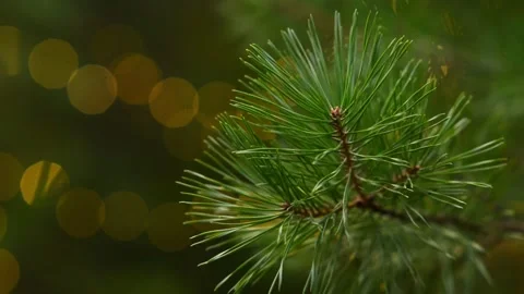 Pine Branch Close-Up with Glowing Bokeh Lights on Background Video stock 344057977
