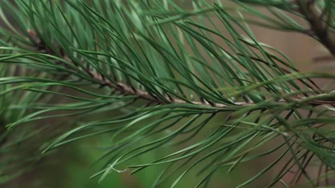 Pine branch close-up green needles in the autumn forest blurred isolated 스톡 동영상 255618276
