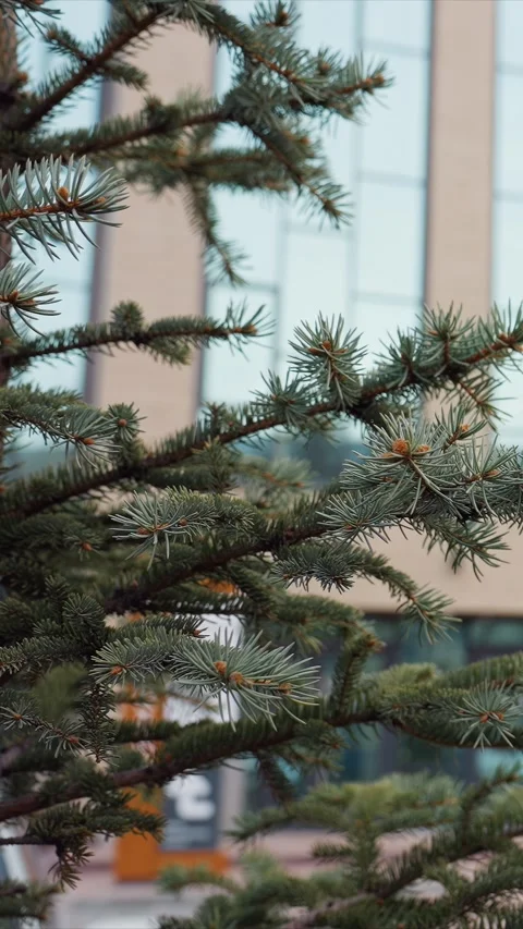 Pine Branch Close Up Green Needles and Cones Against Urban Building Background Stock Footage 347233286