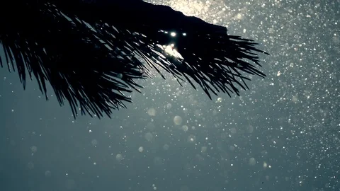 Pine branch close up, low sun in frame and snowflakes, sparkling in slow motion Stock-Footage 86428705
