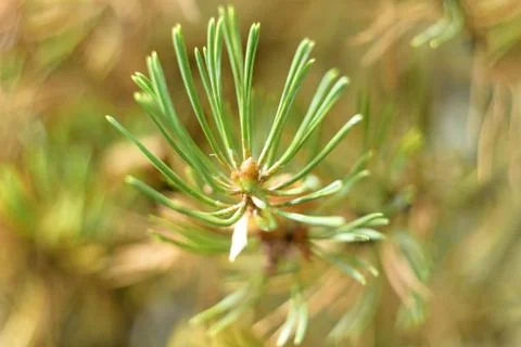 Pine branch close up, macro. Nice pine branch end in macro Stock Photos
