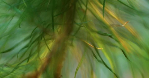 Pine Branch Close Up Macro Shot Stock Footage 101322581
