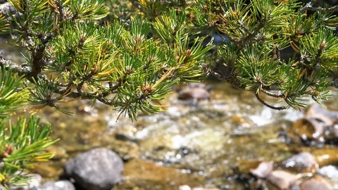 Pine branch close up over a mountain river with clear water in a nature reserve Stock Footage 116127125
