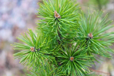 Pine branch close up Stock Photos