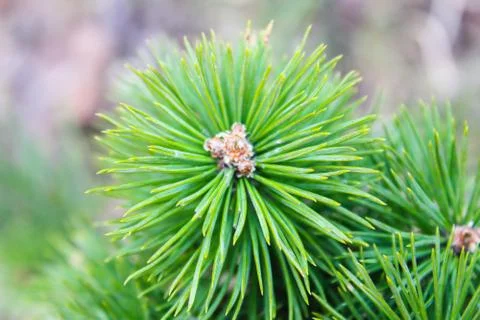 Pine branch close up Stock Photos