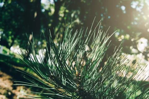 Pine branch, close up. Stock Photos