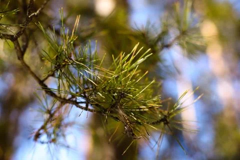Pine branch close up. Stock Photos