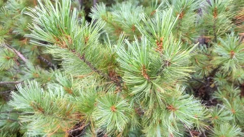 Pine branch close up. Pine branch in autumn. The wind shakes the coniferous Stock Footage 139289516
