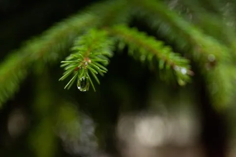 Pine branch close up with raindrops on blurred background Stock Photos