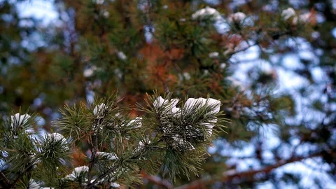 Pine branch close-up snow. Stock Footage 105941847