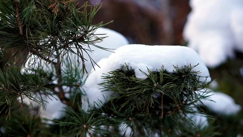Pine branch close-up snow 스톡 동영상 105942606
