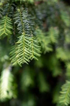 Pine branch close up in summer Stock Photos