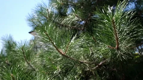 Pine branch close up waves on wind, blue sky on a background. Branches and Video stock 159612911