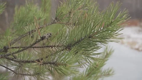 Pine branch close-up in winter. The camera smoothly transitions from close-up to Stock-Footage 169383172