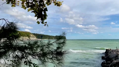 Pine branch on a cloudy day against the background of the sea Stock Footage 238809699