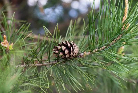 Pine branch with a cone close-up Stock Photos