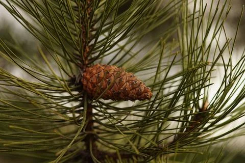 Pine branch with a cone close-up view in overcast day Stockfoto's