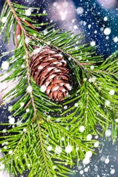 Pine branch with cone with falling snow Stock Photos