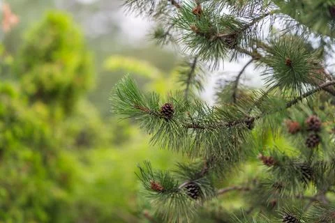 Pine branch with cone in a forest setting during a cloudy day Stock Photos