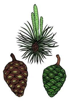 Pine branch with cone Stock Illustration
