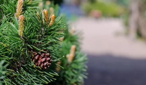 Pine branch with the cone at the left on a shot. close up Stock Photos
