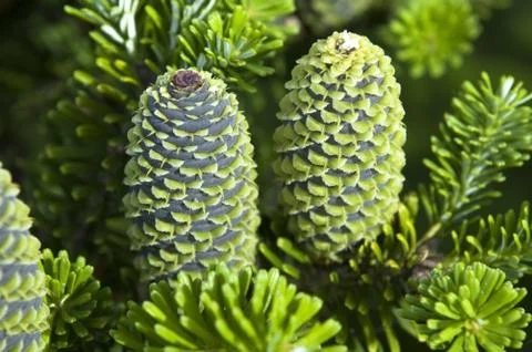Pine branch with cone Stock Photos