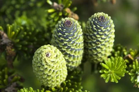 Pine branch with cone Stock Photos