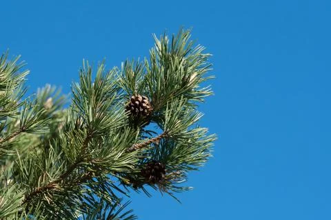 Pine branch with cone Foto stock