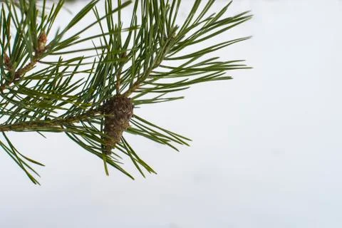 Pine branch with cone Stock Photos