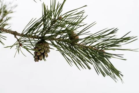 Pine branch with cone Stock Photos