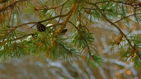 Pine branch with cone in the winter forest Stock Footage 70292621