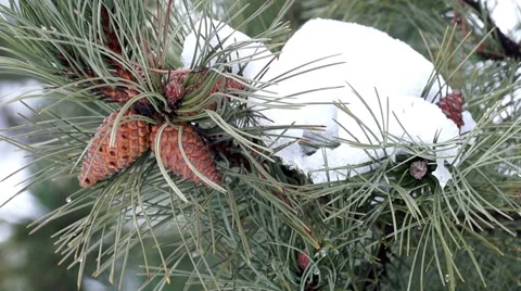 Pine Branch with Cones and Melting Snow Stock Footage 45856733