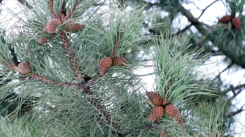 Pine Branch with Cones and Melting Snow Video stock 45856831
