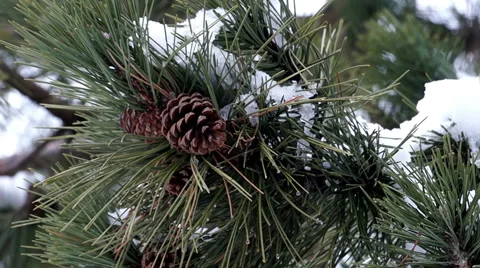 Pine Branch with Cones and Melting Snow 스톡 동영상 45857241