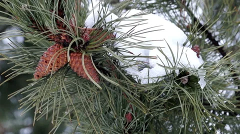 Pine Branch with Cones and Melting Snow Stockbeeldmateriaal 46736364