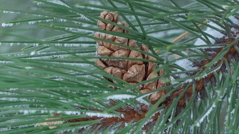 Pine Branch with Cones and Melting Snow in the Wind close-up Video stock 71092655