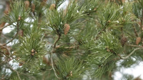 Pine Branch with Cones and Melting Snow Stock Footage 73472608